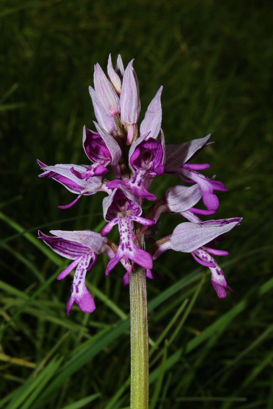 Orchis militaris prov. Genova ???